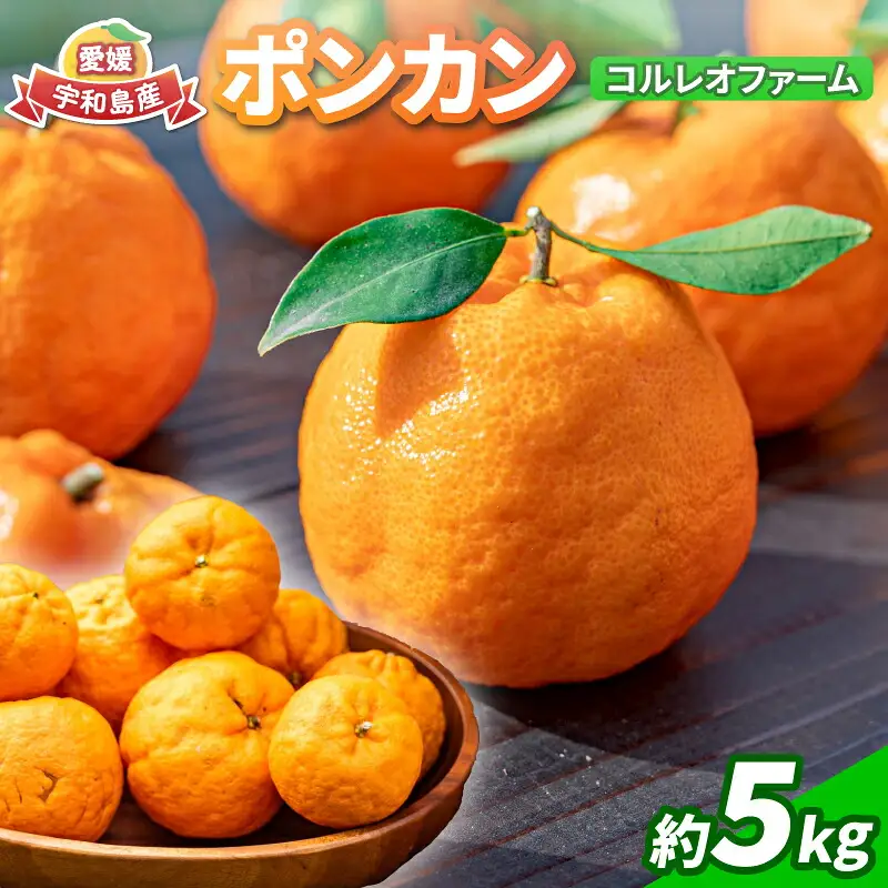 ポンカン 5kg コルレオファーム 今津 ぽんかん 愛媛みかん 愛媛ミカン 愛媛蜜柑 みかん フルーツ 柑橘 蜜柑 mikan 果物 くだもの 人気のみかん 美味しいみかん 濃厚みかん 産地直送 数量限定 先行予約 国産 愛媛 愛媛県 宇和島 B010-145012