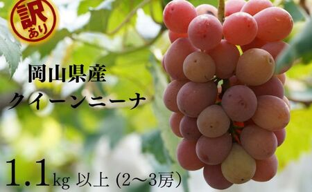 訳あり クイーンニーナ 2～3房 合計1.1kg以上 産地直送 朝採れ ぶどう 葡萄 岡山 Kawahara Green Farm 岡山県産 2026年 先行予約