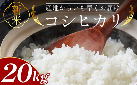 コシヒカリ 20kg 令和7年産新米 新米 コシヒカリ at-0048
