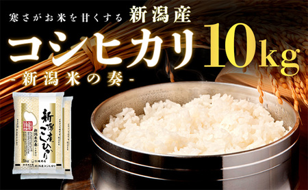 コシヒカリ 新潟県産 10㎏ 5㎏×2 米 産地直送 コシヒカリ