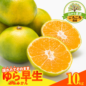 【2026先行予約】ゆら早生 みかん 山から直送 箱込 10kg ( 内容量 9.2kg ) 採れたてそのままごろごろ規格 有田みかん 和歌山県産_MK1062