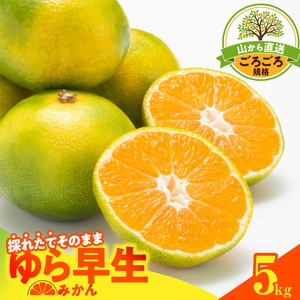 【2026先行予約】ゆら早生 みかん 山から直送 箱込 5kg ( 内容量 4.4kg ) 採れたてそのままごろごろ規格 有田みかん 和歌山県産_MK1064