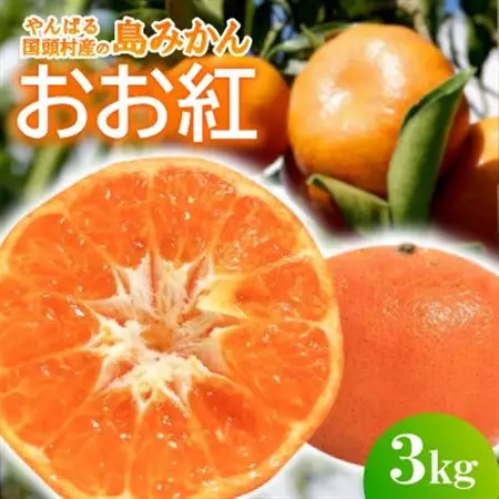 【2026年12月頃から順次発送】国頭村産の島みかん おお紅 3kg やんばる育ちの希少柑橘【1618480】