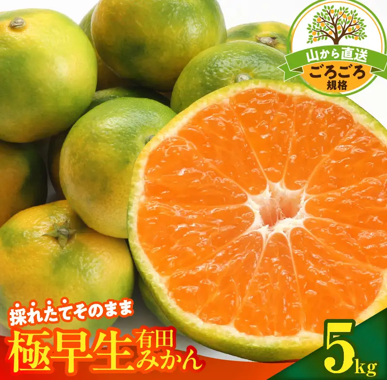 【2026年先行予約】みかん 極早生 山から直送 箱込 5kg ( 内容量 4.4kg ) 採れたてそのままごろごろ規格 有田みかん 和歌山県産_MK1080