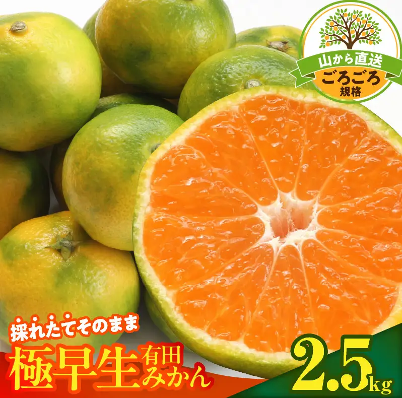 【2026年先行予約】みかん 極早生 山から直送 箱込 2.5kg ( 内容量 2.3kg ) 採れたてそのままごろごろ規格 有田みかん 和歌山県産_MK1081
