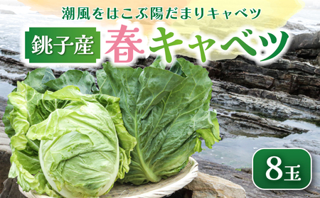 春キャベツ 8玉  キャベツ 【2027 先行予約】