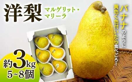 洋梨 マルゲリット・マリーラ 約3kg (5～8個) 【盛果園】 F21U-364