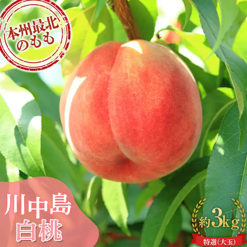≪先行予約≫ もぎたて発送 川中島白桃 特選 (大玉) 約3kg (7～11個) 【誠果園】 F21U-669