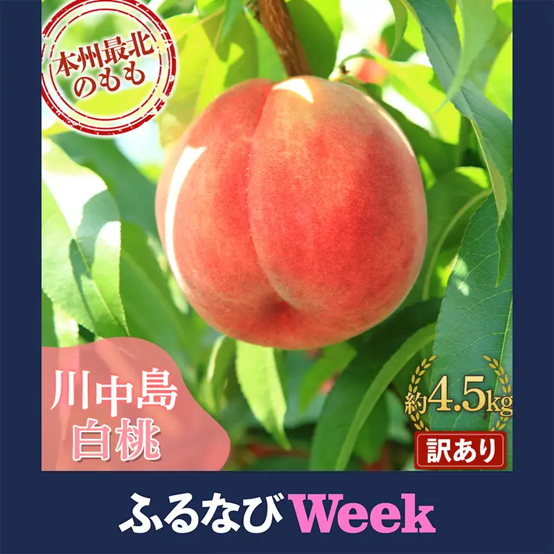 【ふるなびWEEK対象】 ≪先行予約≫ 【訳あり】 もぎたて発送 川中島白桃 約4.5kg (10～18個) 【誠果園】 家庭用 F21U-670