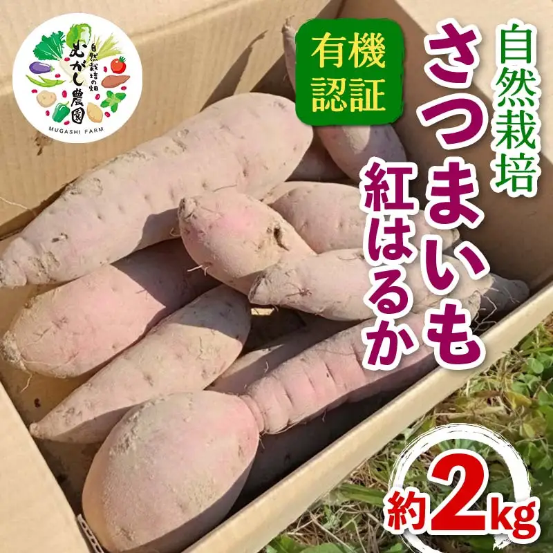 有機認証 自然栽培 さつまいも（紅はるか） 約2kg 【むがし農園】 オーガニック F21U-375