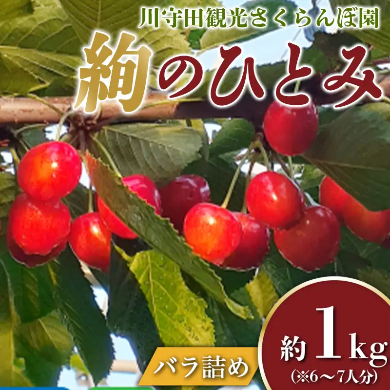 さくらんぼ 「絢のひとみ」バラ（約1kg）※6～7人分 【川守田観光さくらんぼ園】 F21U-166