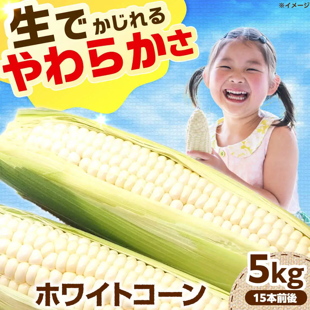 【6月以降発送予定】ホワイトコーン 5kg/15本前後[AOCS029]