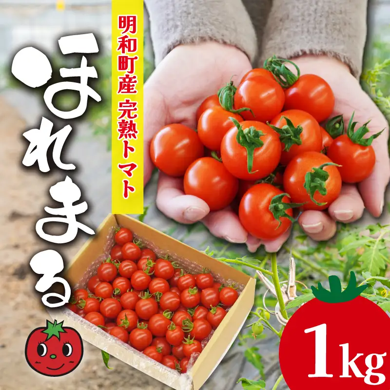 明和町産 完熟 トマト ほれまる 1kg ミニトマト 朝採り 新鮮 生鮮 野菜 あっさり
