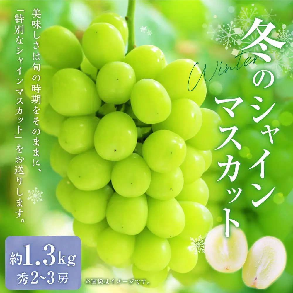 山形おきたま産冬のシャインマスカット （秀） 2～3房 （約1.3kg）シャインマスカット マスカット 葡萄 フルーツ 果物 果実 冷蔵 山形県 白鷹町 【2026年12月下旬順次発送予定】
