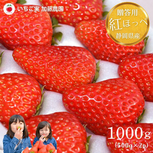 【2027年出荷の先行予約】【贈答用】 静岡県産いちご 紅ほっぺ 500g×2パック（1パック12～15粒）【配送不可：北海道・沖縄・離島】 冷蔵配送 苺 フルーツ◇
