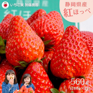 【2027年出荷の先行予約】静岡県産いちご 紅ほっぺ 280g×2パック（1パック12～15粒） 冷蔵配送【配送不可：北海道・沖縄・離島】 苺 フルーツ◇