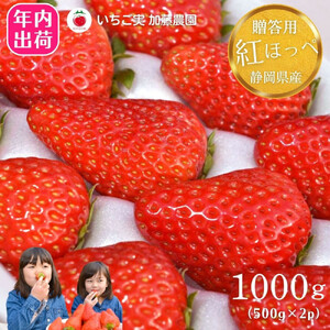 【2026年内お届け！！贈答用】 静岡県産いちご 紅ほっぺ 500g×2パック（1パック12～15粒） 冷蔵配送【配送不可：北海道・沖縄・離島】 苺 フルーツ◇