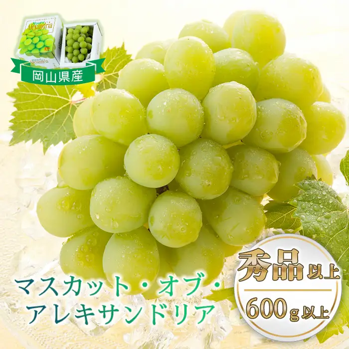 マスカットオブアレキサンドリア 1房(600g以上・秀品以上) 化粧箱入り【2026年7月中旬～8月中旬発送予定】