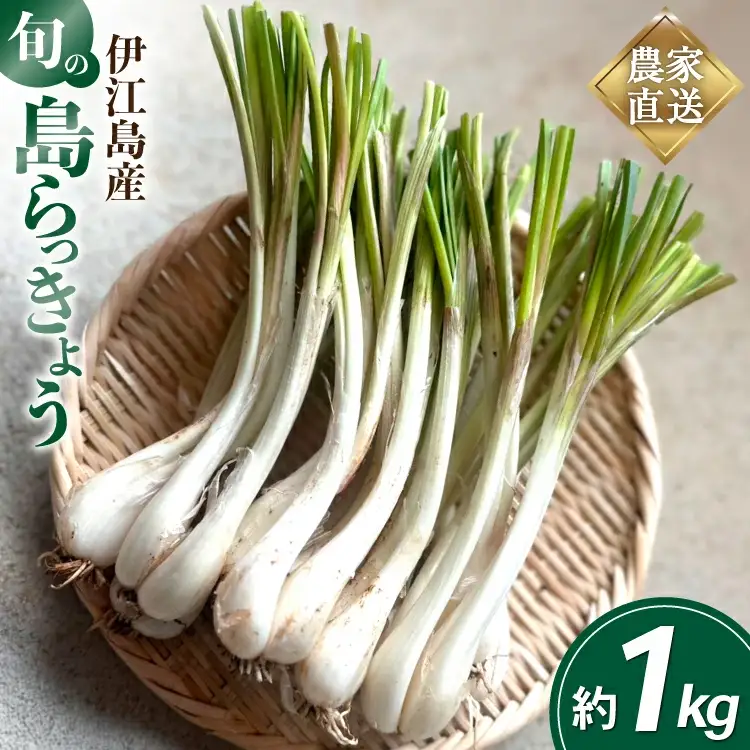【期間限定発送】 島らっきょう 生 約 1kg