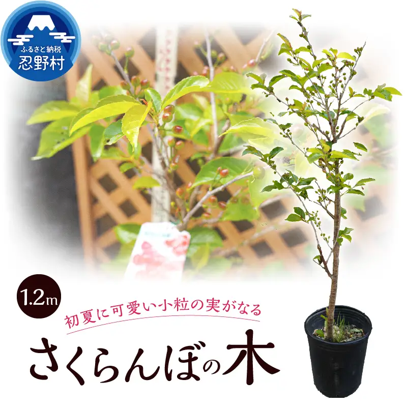 植木　さくらんぼの木（桜桃）《品種：暖地》1.3ｍ
