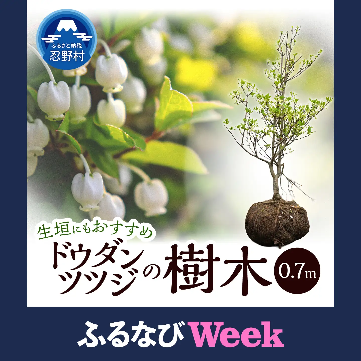 【ふるなびWEEK対象】植木　ドウダンツツジ　0.7ｍ