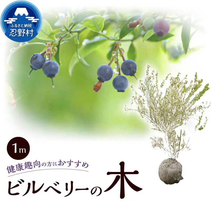 植木　ビルベリーの木　1ｍ
