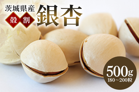 つくば 銀杏 ( ぎんなん ) 殻割 冷凍 500g 農薬不使用 無着色 贈答品 ギフト 高級 旬 食材 食品 国産 冷凍保存 産地直送 送料無料 (A24-001)