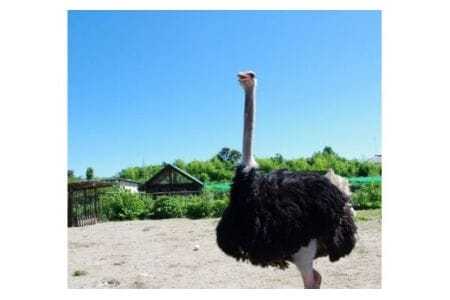 ダチョウ王国入場チケット（ 入場券 大人 2枚 小人 2枚 ） 動物ふれあい チケット ダチョウ アルパカ カピバラ 牧場 観光 体験型レジャー 80種類 動物 ふれあい 観光牧場 家族 子ども 子供 体験 動物園 関東近辺 関東 首都圏 茨城 茨城県 石岡市 (C05-018)