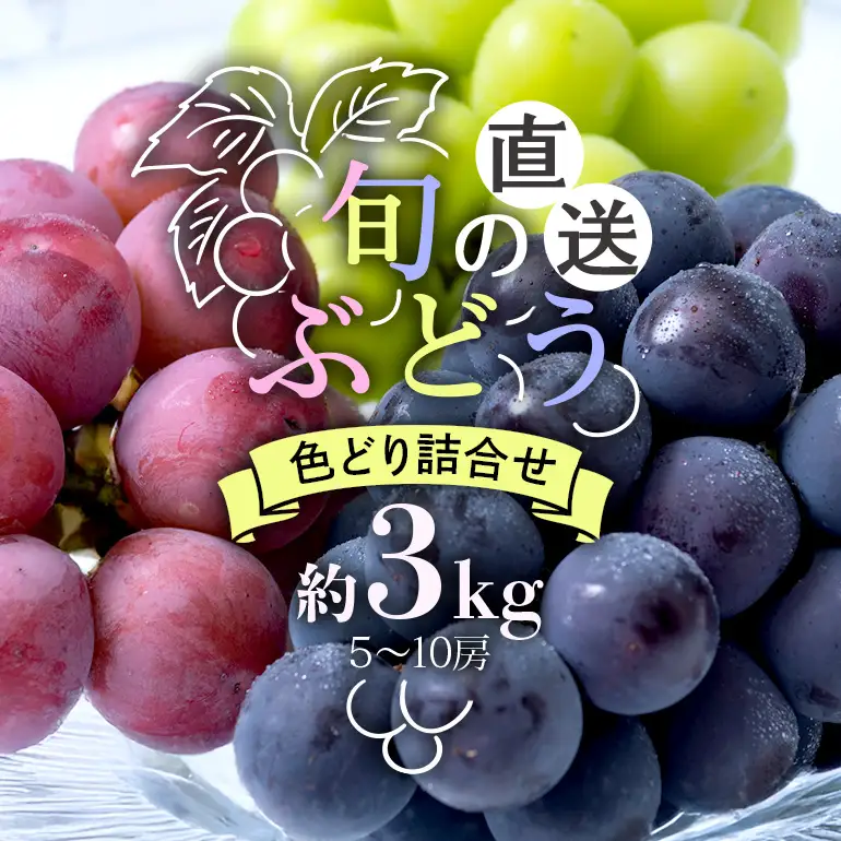 【 2026年 先行予約 】 旬のぶどう 色とりどり 詰合せ 約3kg 太郎兵衛果樹園 5房 ～ 10房 (A03-004)
