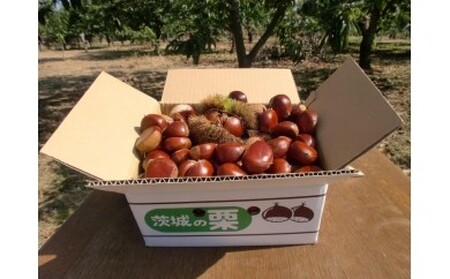 【 2026年 先行予約 】 生栗 5kg（岡崎観光栗園） 栗 くり クリ L ～ LL サイズ 殺虫剤不使用 国産 和栗 甘栗 果物 フルーツ くだもの 秋 旬 9月 10月 発送 産地直送 農家直送 産直 栗きんとん 栗ごはん 甘い 栗ご飯 栗おこわ 茨城県 石岡市 (A17-001)