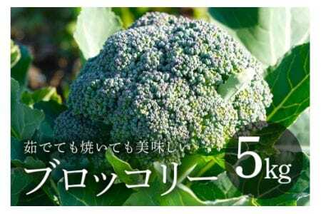 ブロッコリー 5kg 緑黄色野菜 野菜 ベジタブル グリーン 常温便 国産 茨城県産 旬 料理用 スープ サラダ 冷凍保存可 加熱調理 家庭用 業務用 産地直送 農園直送 茨城県 石岡市 (A33-004)