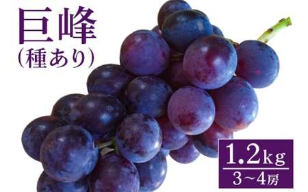 【 2026年 先行予約 】 巨峰 1.2kg ( 種あり ) 開田ぶどう園 3房 ～ 4房 ぶどう ブドウ 国産 果物 くだもの 葡萄 フルーツ 1.2キロ 1kg 以上 8月 下旬 9月 発送 夏 秋 旬 品種 茨城県産 産地直送 産直 農家直送 冷蔵 茨城県 石岡市 (A01-001)