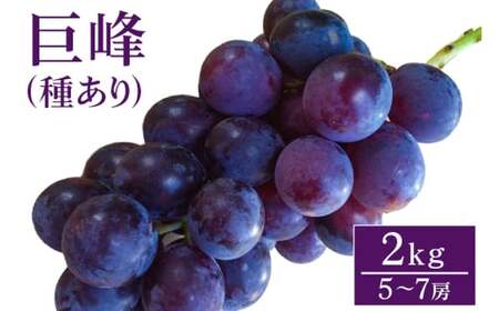 【 2026年 先行予約 】 巨峰 2kg ( 種あり ) 開田ぶどう園 5房 ～ 7房 ぶどう ブドウ 国産 果物 くだもの 葡萄 フルーツ 2キロ 8月 下旬 9月 発送 夏 秋 旬 品種 茨城県産 産地直送 産直 農家直送 冷蔵 茨城県 石岡市 (A01-002)