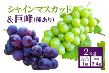【 2026年 先行予約 】 シャインマスカット ＆ 巨峰 （種あり）セット 合計 2kg 開田ぶどう園 ぶどう ブドウ 国産 果物 くだもの 葡萄 フルーツ セット ギフト 2キロ 9月 発送 夏 秋 旬 産地直送 産直 農家直送 冷蔵 茨城県 石岡市 (A01-008)