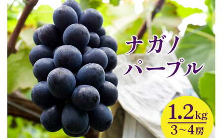 【 2026年 先行予約 】 ナガノパープル 1.2kg 開田ぶどう園 3房 ～ 4房 ぶどう ブドウ 国産 果物 くだもの 葡萄 フルーツ 1.2キロ 1kg 以上 8月 下旬 9月 発送 夏 秋 旬 品種 茨城県産 産地直送 産直 農家直送 冷蔵 茨城県 石岡市 (A01-011)
