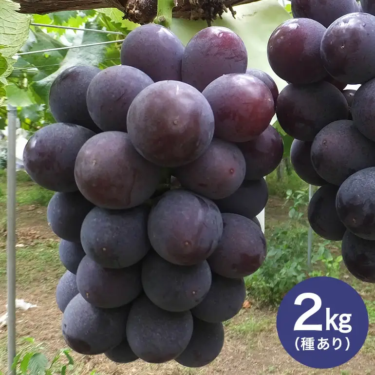 【 2026年 先行予約 】 巨峰 約2kg ( 種あり ) 太郎兵衛果樹園 5房 ～ 8房 (A03-001)