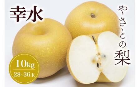 【 2025年 先行予約 】 筑波山麓やさとの梨 ( 幸水 ) 10kg ( 28玉 ～ 36玉 ) 梨 なし ナシ 果物 フルーツ 品種 幸水梨 2L L サイズ 10キロ 産地直送 農家直送 産直 国産 くだもの 甘い 酸味 ギフト 贈答用 家庭用 茨城県産 茨城県 石岡市 (A25-002)
