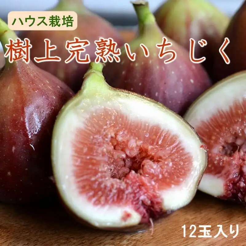 【ハウス栽培】和歌山県産樹上完熟いちじく12玉入り【2026年8月上旬～2026年10月上旬頃に順次発送予定】【TM-tecj1013】