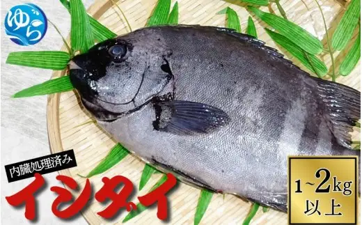 イシダイ 内臓処理済み 1kg～2kg以上（1～2匹） /  石鯛 魚 お魚 さかな 食品 海の幸 海鮮 カイセン 塩焼き 煮付け 内臓処理済み 冷蔵 海鮮類 焼き魚 和歌山県 由良町 【skmn021A】