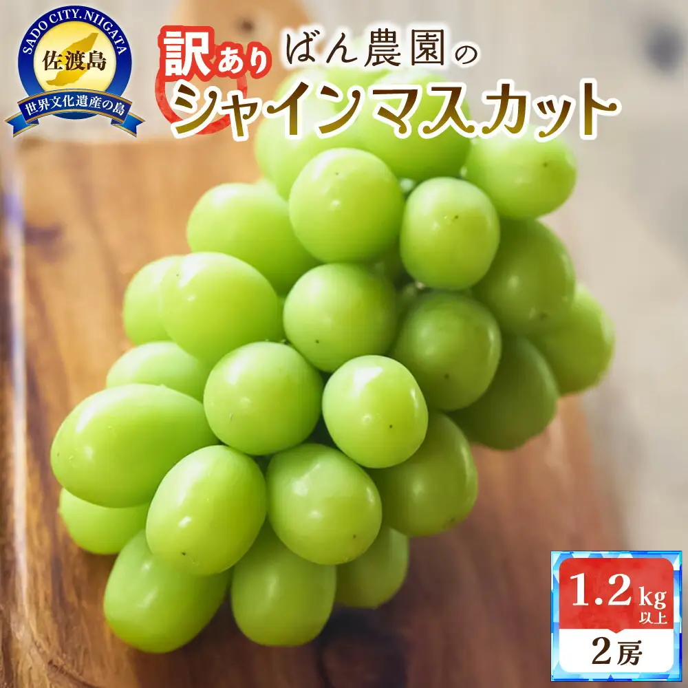 【2026年9月発送】訳ありシャインマスカット2房 1.2kg 佐渡島産