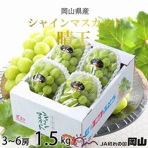 【2026年8月下旬より発送】岡山県産 シャインマスカット 晴王 1.5kg(3房～6房) 岡山県産 シャインマスカット
