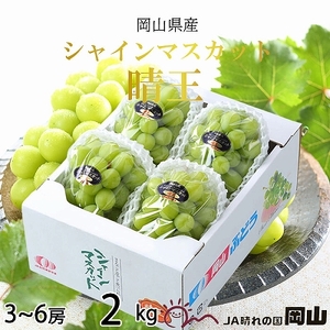 【2026年8月下旬より発送】岡山県産 シャインマスカット 晴王 2kg(3房～6房)  岡山県産 シャインマスカット