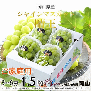 【2026年8月下旬より発送】ご家庭用 岡山県産 シャインマスカット 晴王 1.5kg(3～6房) 岡山県産 シャインマスカット