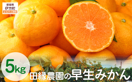 【先行予約】【数量限定】田縁農園の早生みかん（生果）5kg （2026年11月10日より順次発送） IKTA001