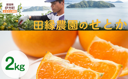 【先行予約】【数量限定】田縁農園のせとか2kg  ※離島への配送不可 （2027年3月5日より順次発送） IKTA027