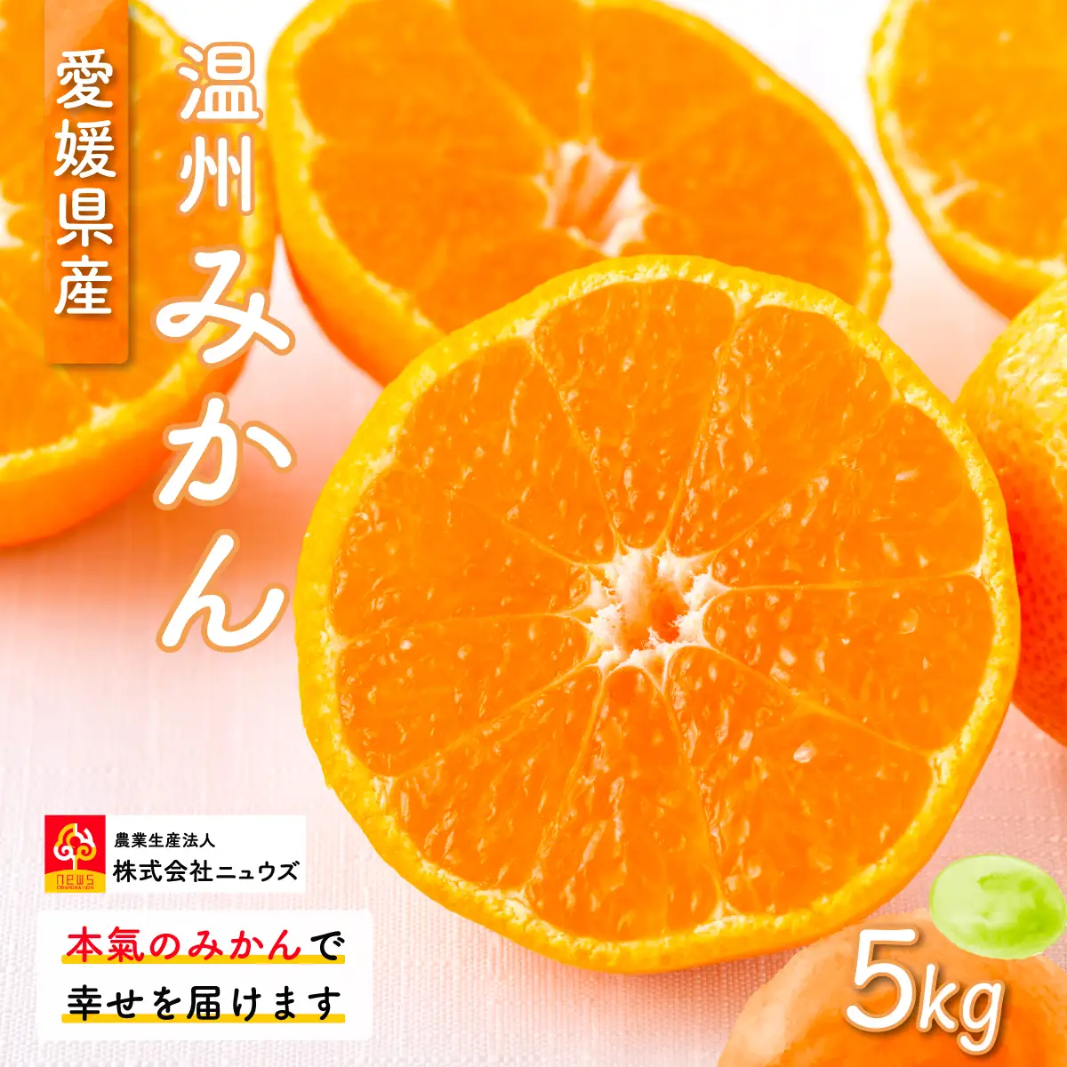 【先行予約】温州みかん（生果）5kg（2026年11月上旬より順次発送） IKTF013