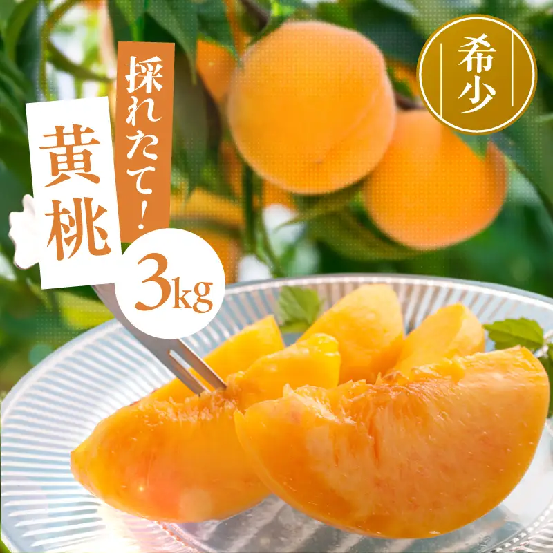南信州産 黄桃 約3kg 【2026年8月下旬～発送】