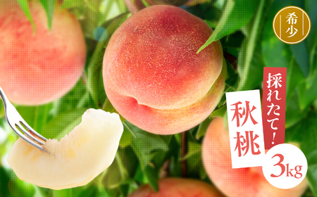 南信州産 秋桃 白桃 約3kg【2026年8月下旬～発送】| 果物 くだもの フルーツ 柿 桃 もも 白桃 秋桃 ジューシー 長野県 信州 南信州 飯田市