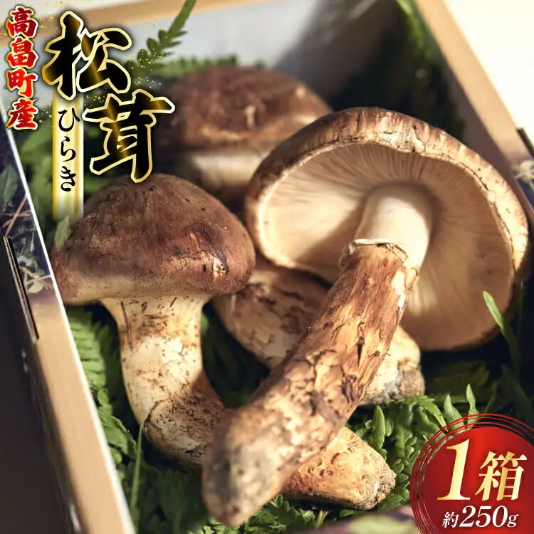 【期間限定発送】 松茸 ひらき 詰め合わせ 1箱 約250g (2～4本入)