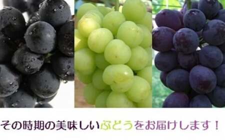 小川ぶどう セット (萩産) 約1500g